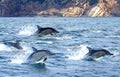 Dolphins Flying Through the Water